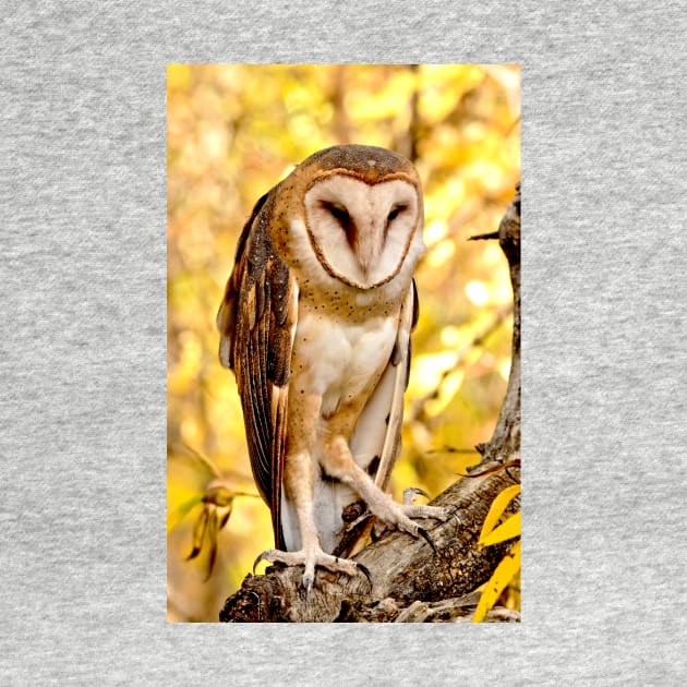 Barn Owl by Scubagirlamy